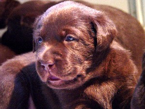 Chocolate Lab 3